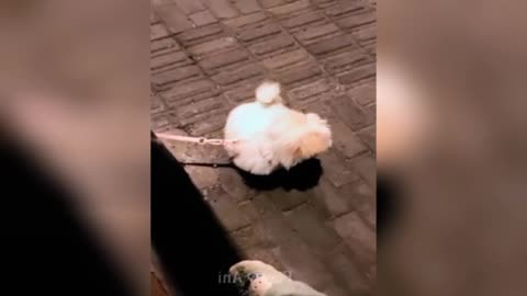 The cute cat got tangled up with its owner and the cat 🐱