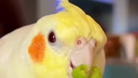 Cocktail bird eats vegetables greedily and quickly