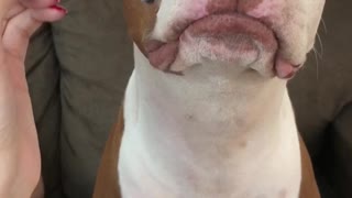 Diva Dog Loves Being Pampered With A Fresh Makeup Brush