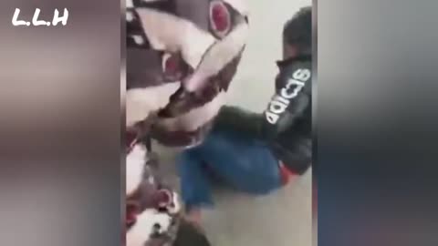 Hazardoua dogs attack's on streets, bites Humans & Kids and Kids