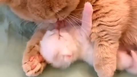 Mother Cat loving Baby amazing video
