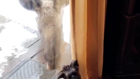 Dog and Moose Make Friends Through Glass Door