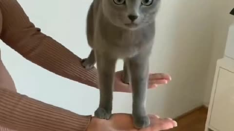 Good jump by cat