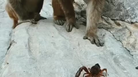 Monkey playing with shrimp