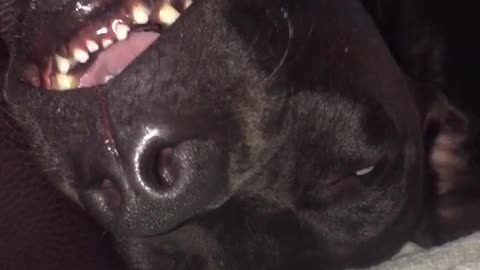 Black dog sleeps on couch with mouth hanging open