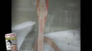 Albino Cobra - Upset or Hungry?