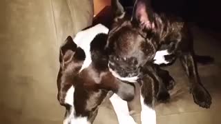 True love- Tiny dog and big. Dog