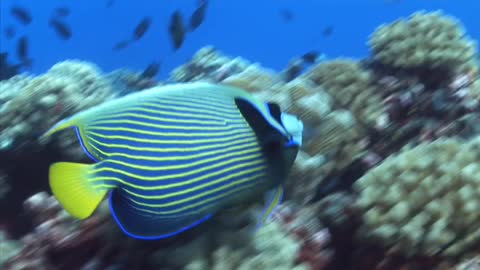 The Tropical Fish Emperor Angelfish🐠..