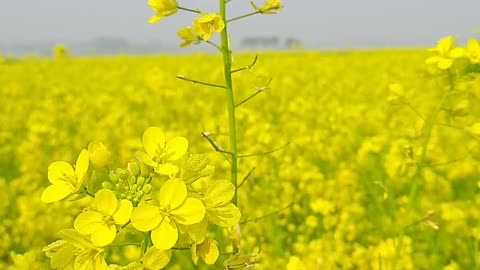 Close Up View of Field of Mustard Flower