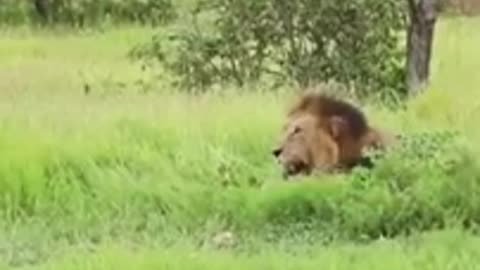 Family of lions scared off by an elephant! 😱😱