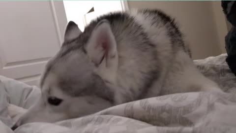 Persuasive husky convinces owner it's meal time