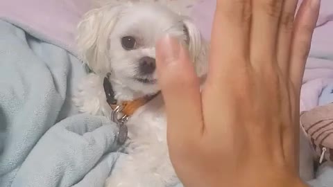 this dorable puppy can high five