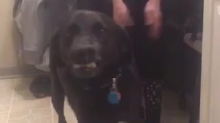 Black dog smiling at camera