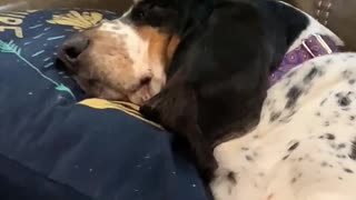 Camping with a basset