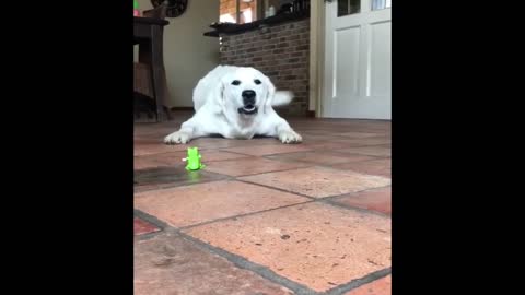 Funny Dog Scared Of Toy - Pet Video