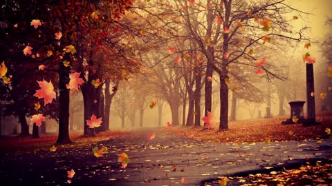 Autumn Maple Leaves Trees Falling Composite Park Background.