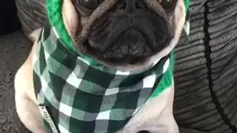 Adorable pug shows of his outfits