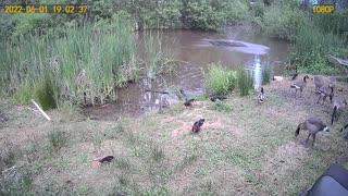 Wood ducks and geese