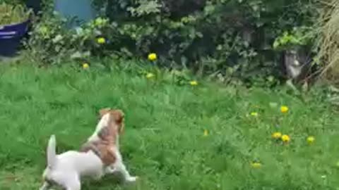 dog says hi to cat from next door