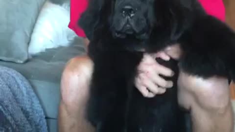 Giant puppy hypnotized by belly scratch