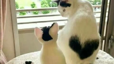 Funny cats moment