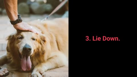 TOP 10 ESSENTIAL COMMAND EVERY DOG SHOULD KNOW...BASIC DOG TRAINING