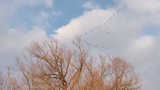 The Canadian geese are flying south now