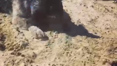 Black dog playing with blue ball at beach in the sand