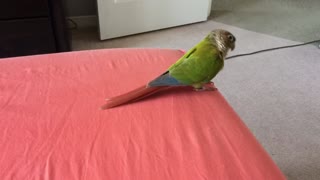 My conure gets excited about vacuuming
