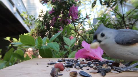 Tufted Titmouse - Hear them sing and watch them eat!