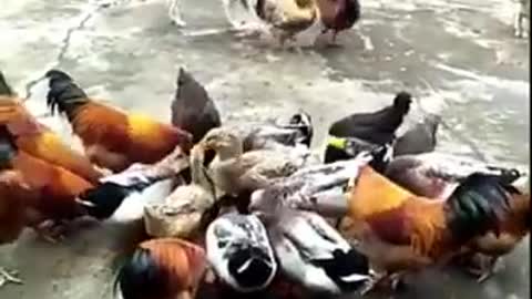 Funny Chicken VS Dog Fight ... Watch & Enjoy