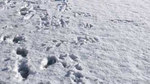 Puppy’s First Snow