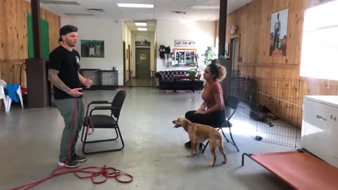Leash dog training- Dog reactivity training