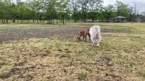 Erman Shepherd Attacks Pitbull 🙈🙈👊👊