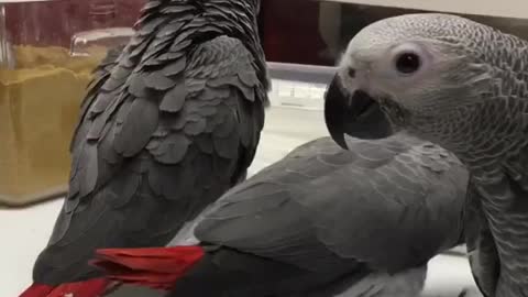 Weaned congo african grey parrots for rehoming