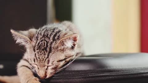 cute cats sleeping video / cat sleping movment