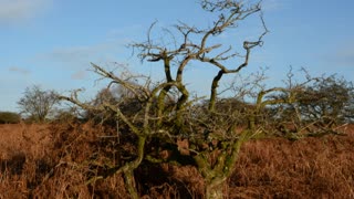 Dartmoor Hill ponies 2017 Devon Britain