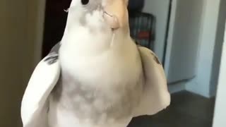 bird likes to play with strangers