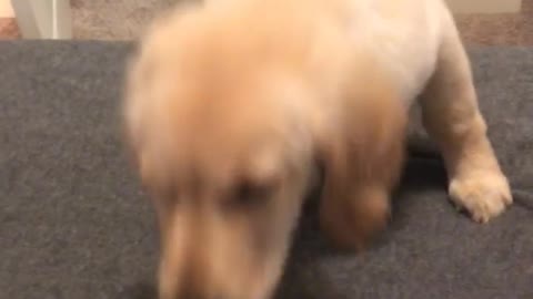 Puppy golden retriever climbs up the stairs for the first time
