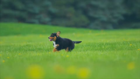 Brain Training For Dogs - [2021]