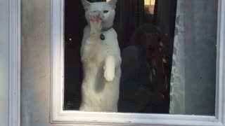 White cat scratching door window continuously
