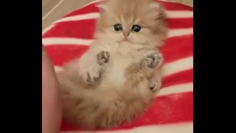Cute Cats Video Compilation 2021 vídeo