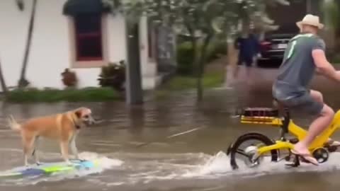 Dog water surfing