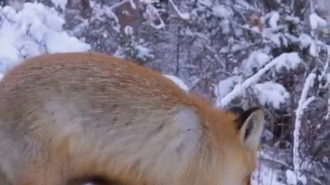 This is a very beautiful Fox. The coat was red as if it had been painted