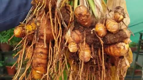 AMAZING MIRACLES OF TURMERIC IN GARDEN | TURMERIC POWDER FOR PLANTS