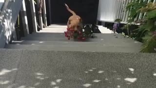 Thoughtful Puppy Brings Beautiful Flowers for His Owner