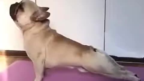 Pug cute pug video must watch