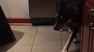 Dog eating cake for its birthday