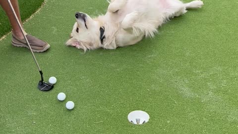 The Cutest Putting Obstacle