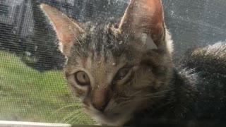 Cat stuck between screen and glass window